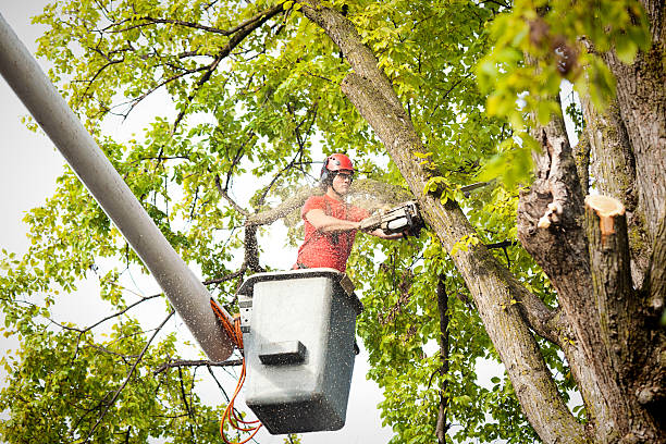 Best Arborist Consultation Services  in Pico Rivera, CA